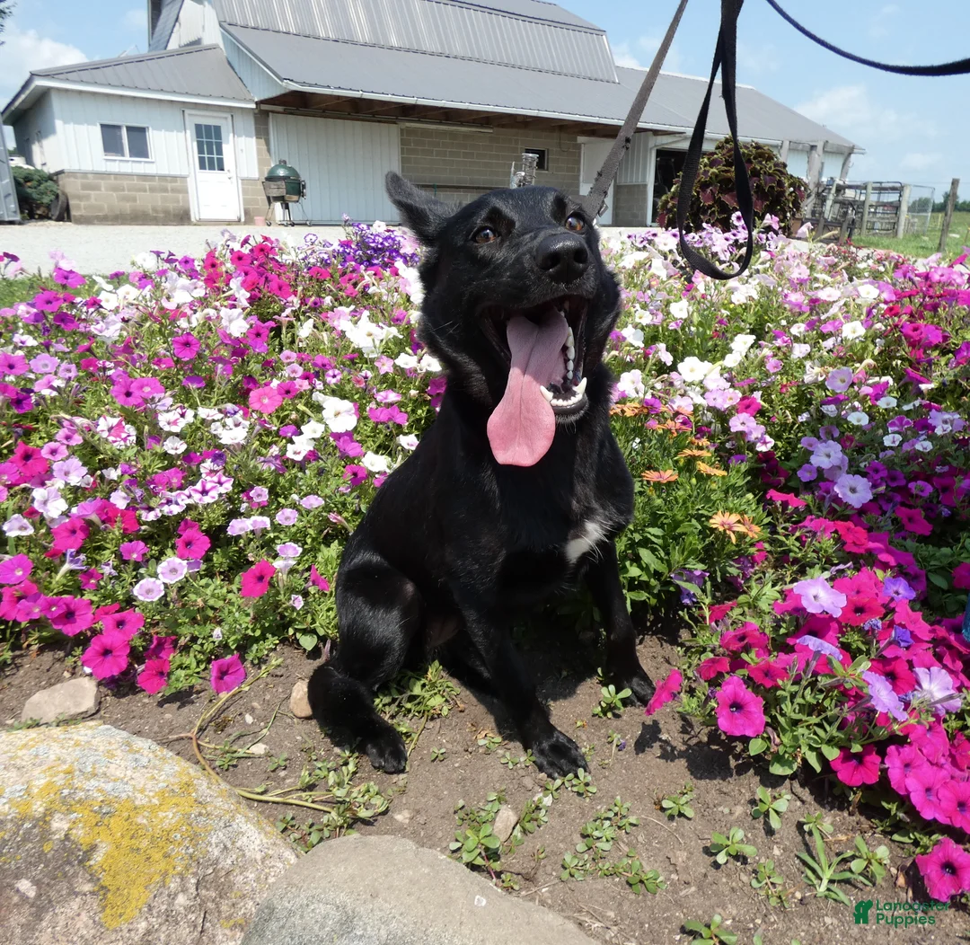 Mixed Breed dogs for sale: Mixed Breed 1 Zoey - Ad 2