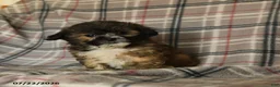 Mixed Breed dogs for sale: Uriel - Ad 3