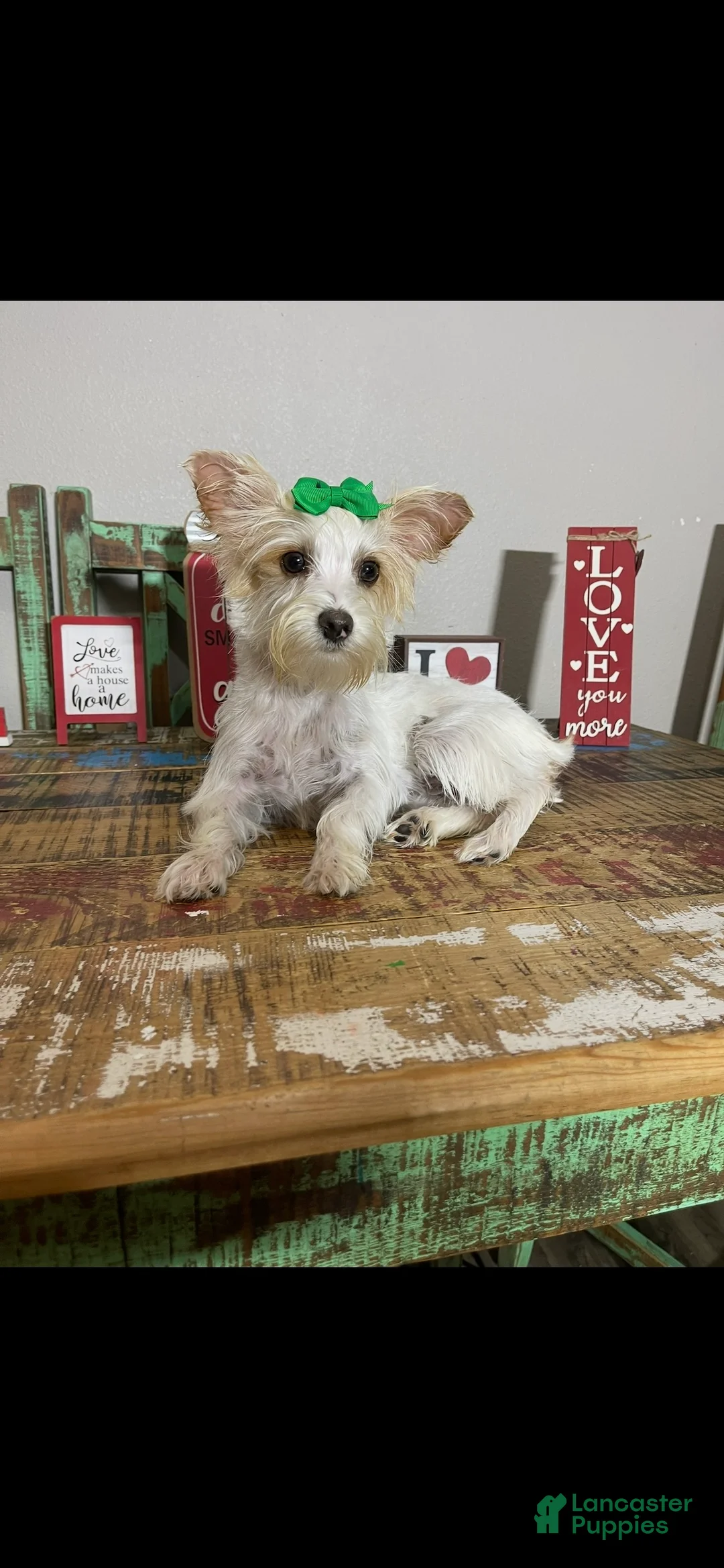 Yorkshire Terrier dogs for sale: Tilly - Ad 9