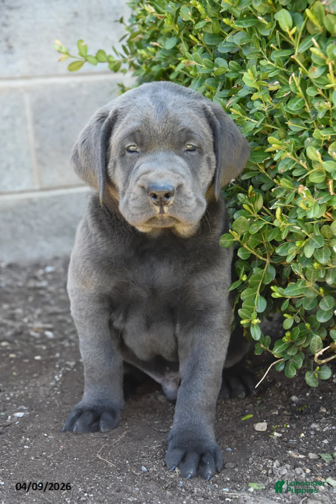 Labrador Retriever dogs for sale: Merle - Ad 1