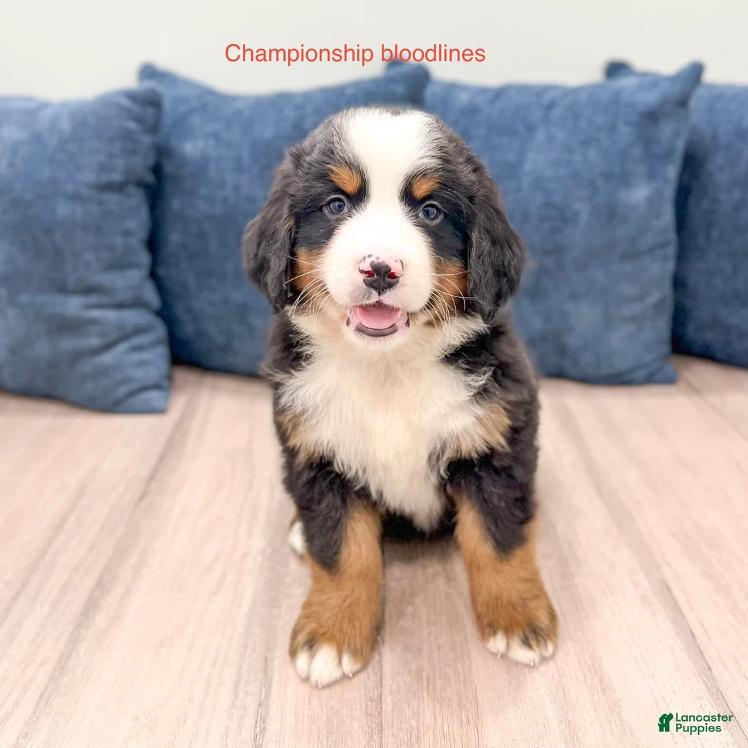 Bernese Mountain Dog dogs for sale: Mason - Ad 1