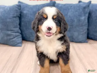 Bernese Mountain Dog dogs for sale: Mason - Ad 2