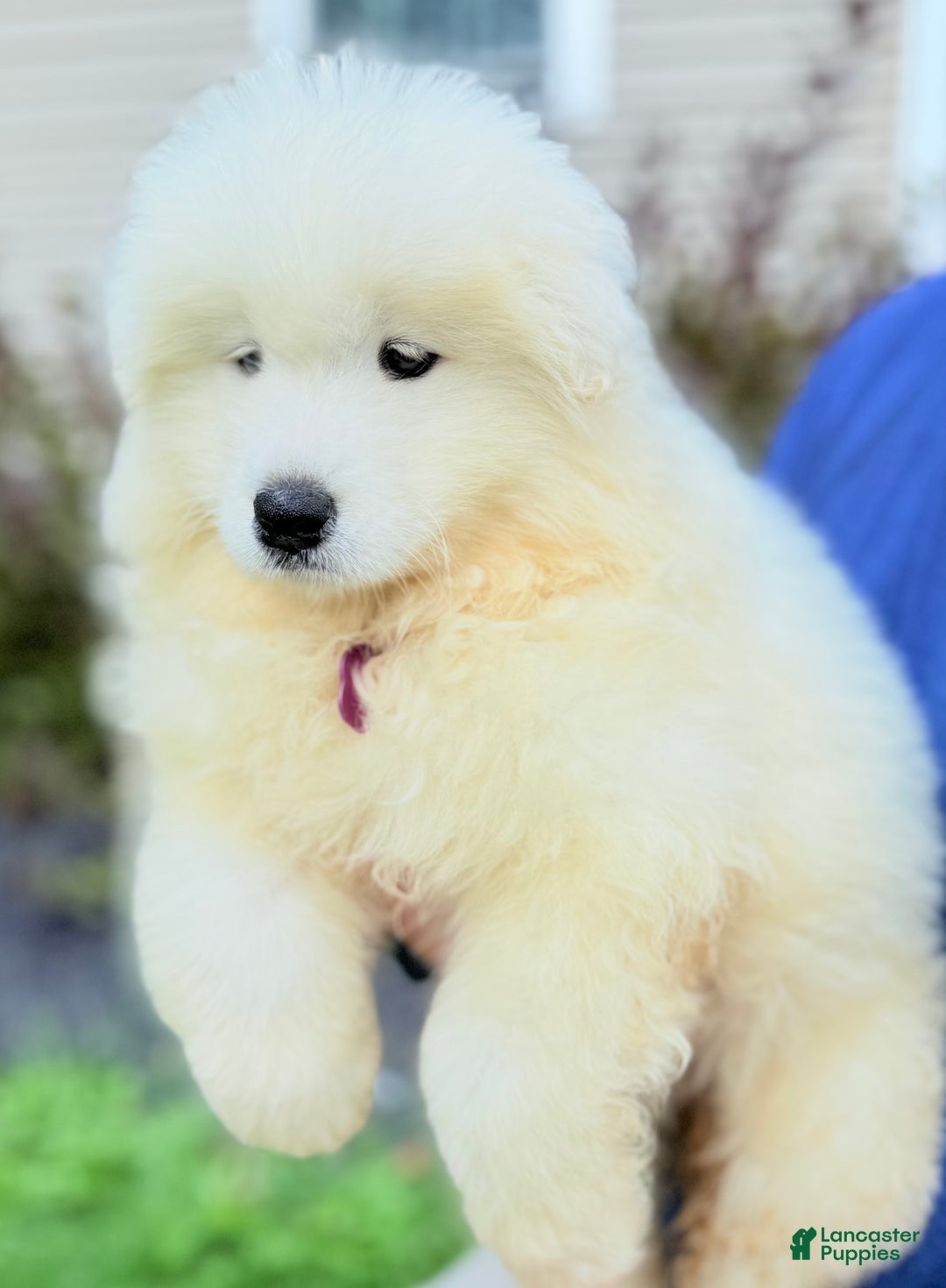Samoyed dogs for sale: Chica - Ad 1