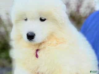 Samoyed dogs Chica - Ad 10