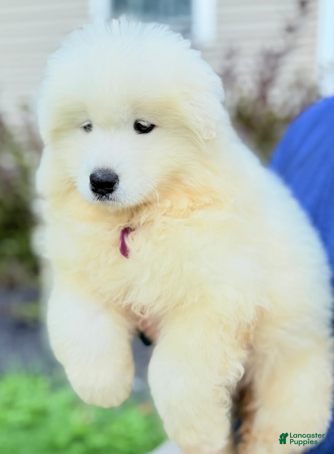 Samoyed dogs for sale: Chica - Ad 2