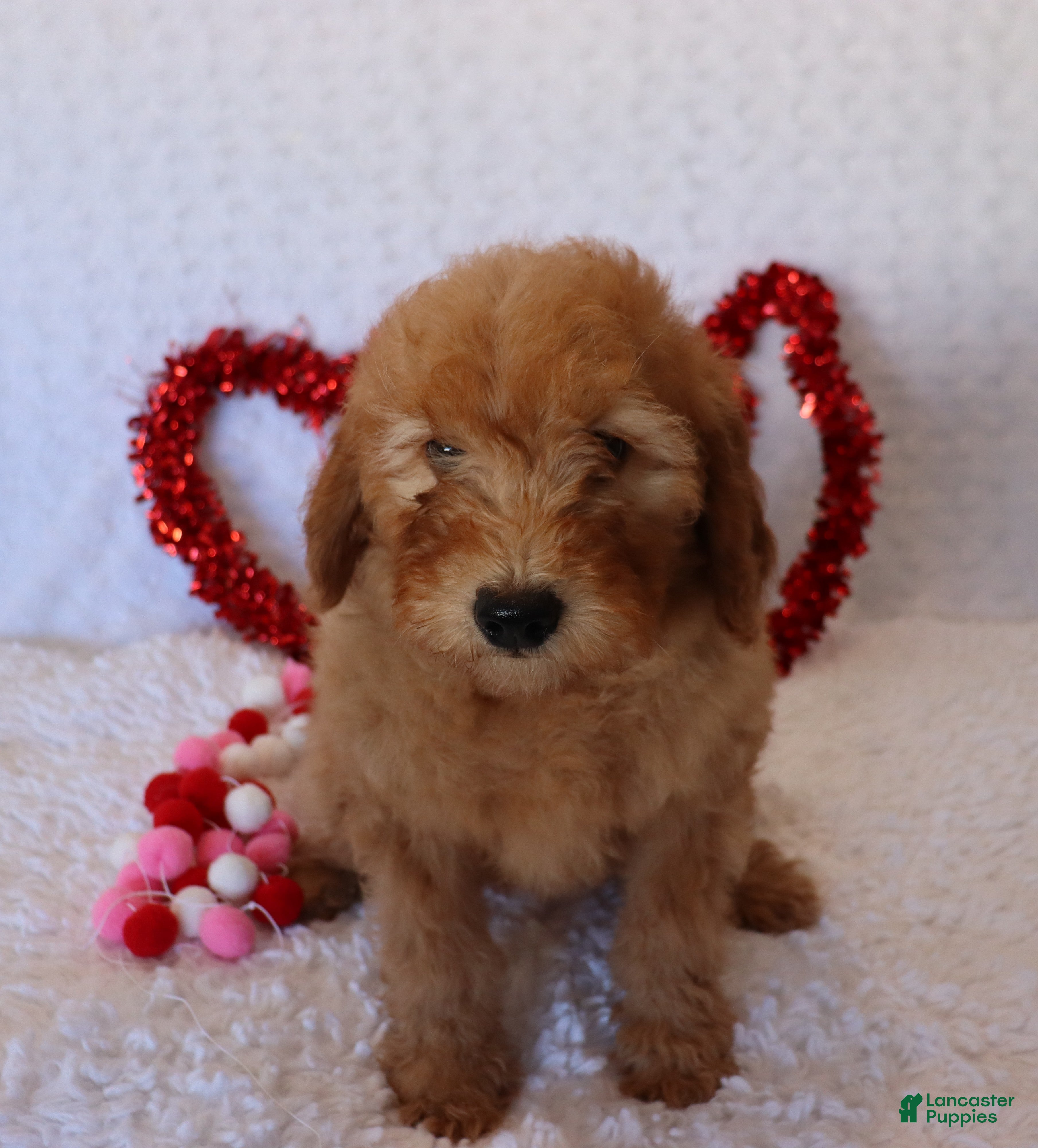 Mini Goldendoodle dogs Molly - Ad 2
