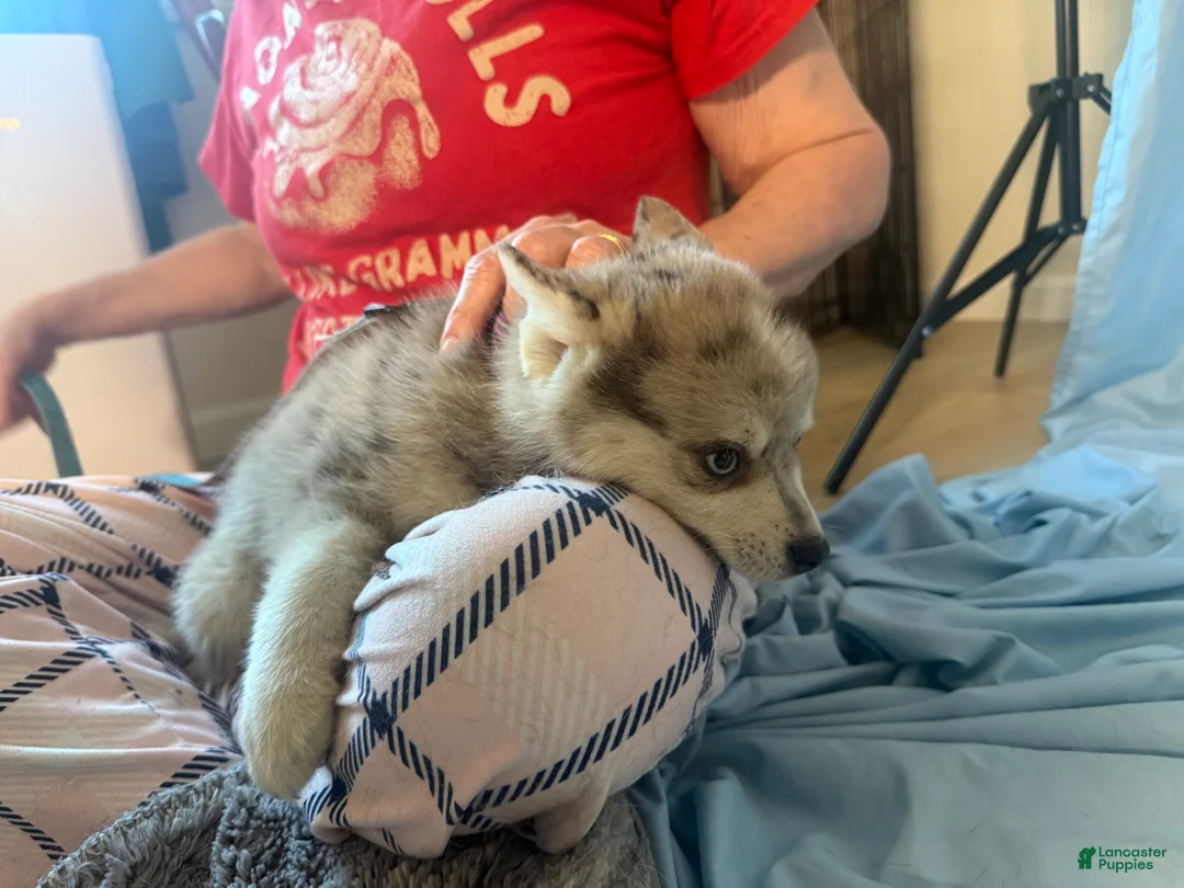 Mixed Breed dogs for sale: Brady - Merle Boy  - Ad 7