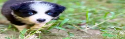 Border Collie dogs for sale: Indigo - Ad 6