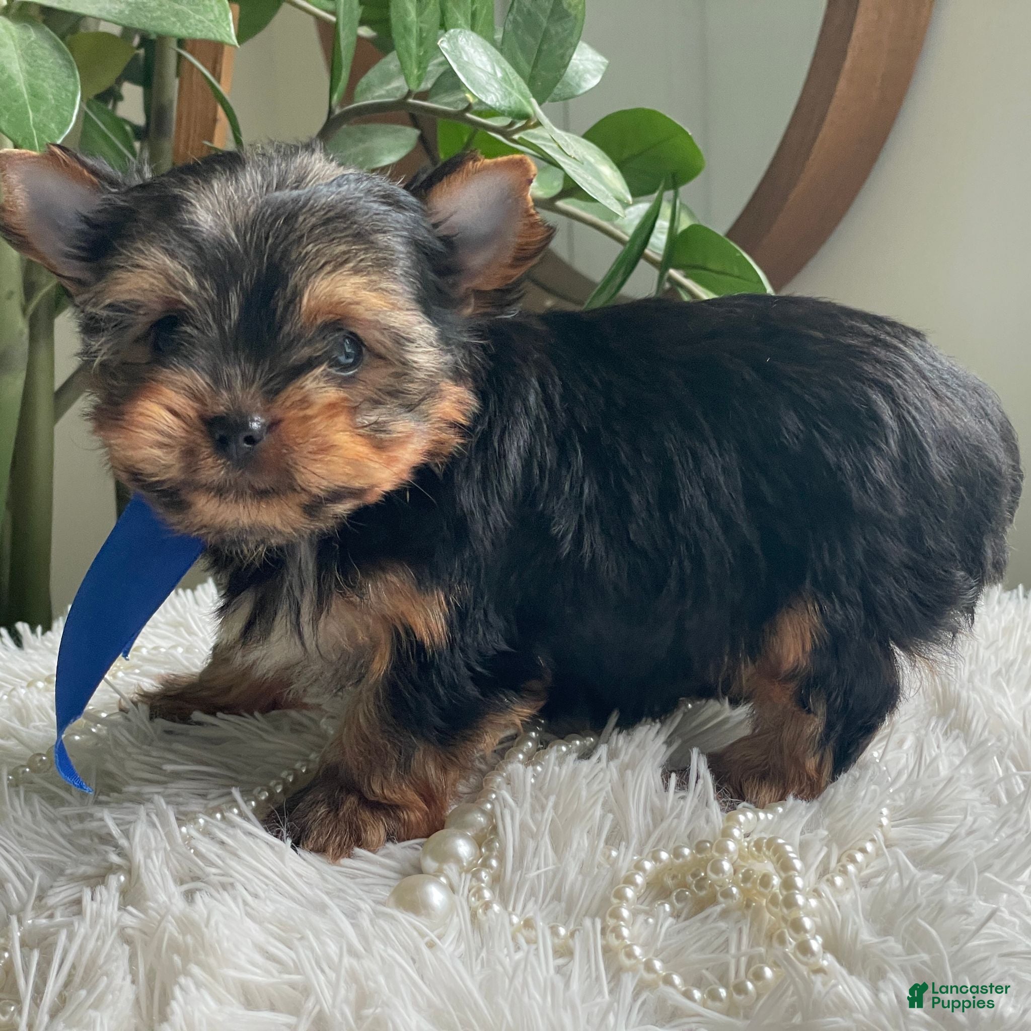 Yorkshire Terrier dogs Taco - Ad 2