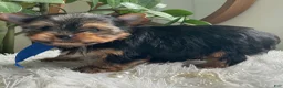 Yorkshire Terrier dogs for sale: Taco - Ad 2