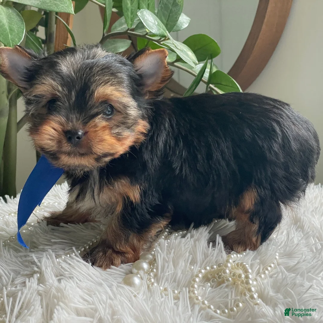 Yorkshire Terrier dogs for sale: Taco - Ad 2