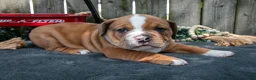 Beabull dogs for sale: Trooper - Ad 3