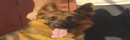 German Shepherd dogs for sale: Betty - Ad 15