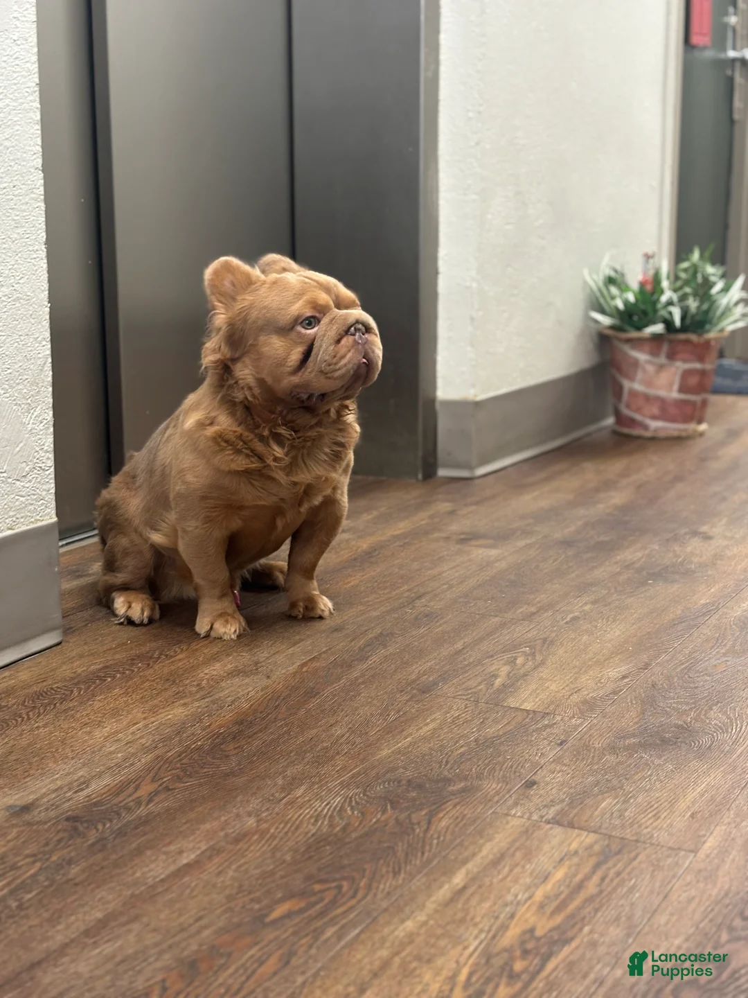 French Bulldog dogs for stud: Simba  - Ad 2