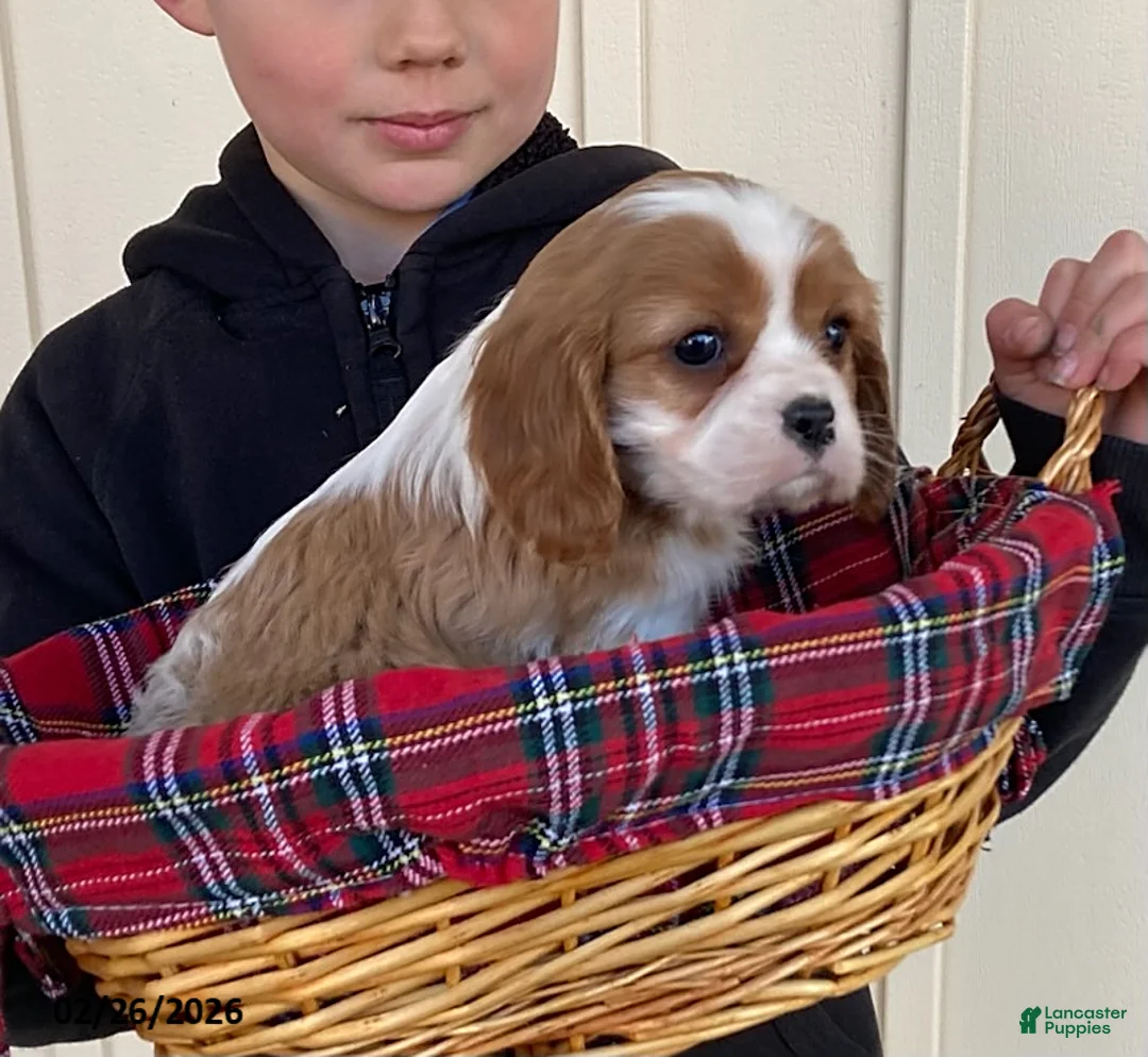 Cavalier King Charles Spaniel dogs for sale: Moonlight - Ad 2