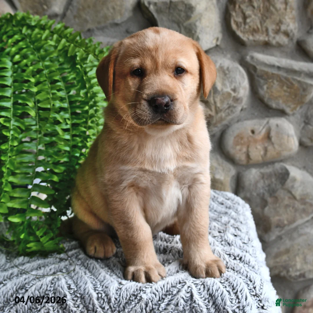 Labrador Retriever dogs for sale: Caramel - Ad 1