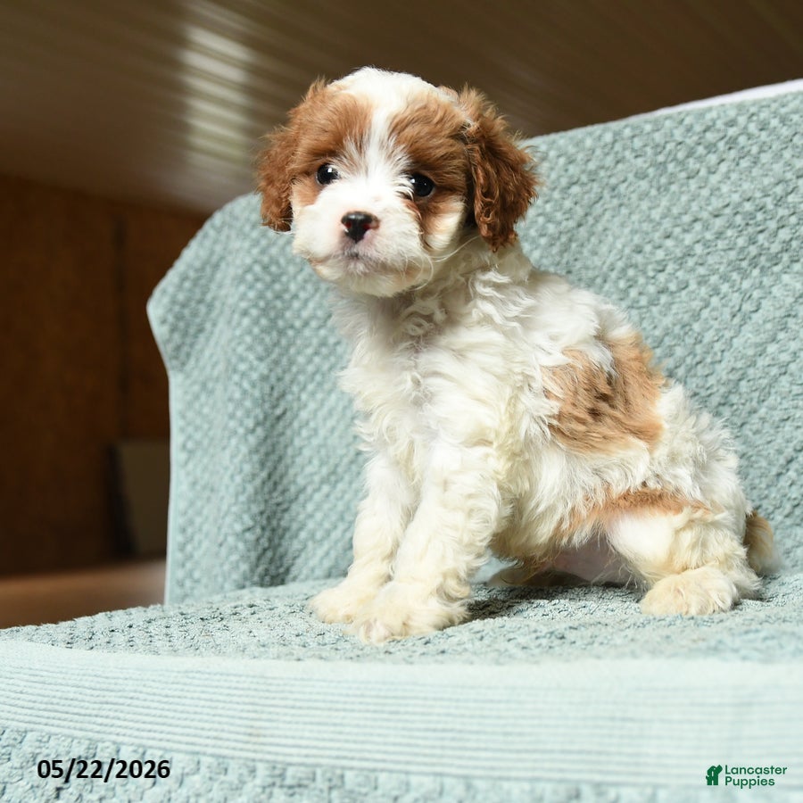 Cavapoo dogs for sale: Bandit - Ad 2
