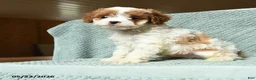 Cavapoo dogs for sale: Bandit - Ad 1