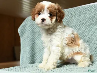 Cavapoo dogs for sale: Bandit - Ad 2