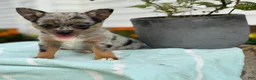 Chihuahua dogs for sale: Koda - Ad 16