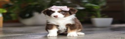 Miniature Australian Shepherd dogs for sale: Mocca - Ad 2