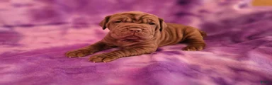Mixed Breed Puppy 5