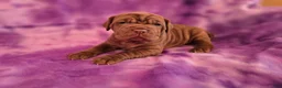 Mixed Breed dogs for sale: Mixed Breed Puppy 5 - Ad 1