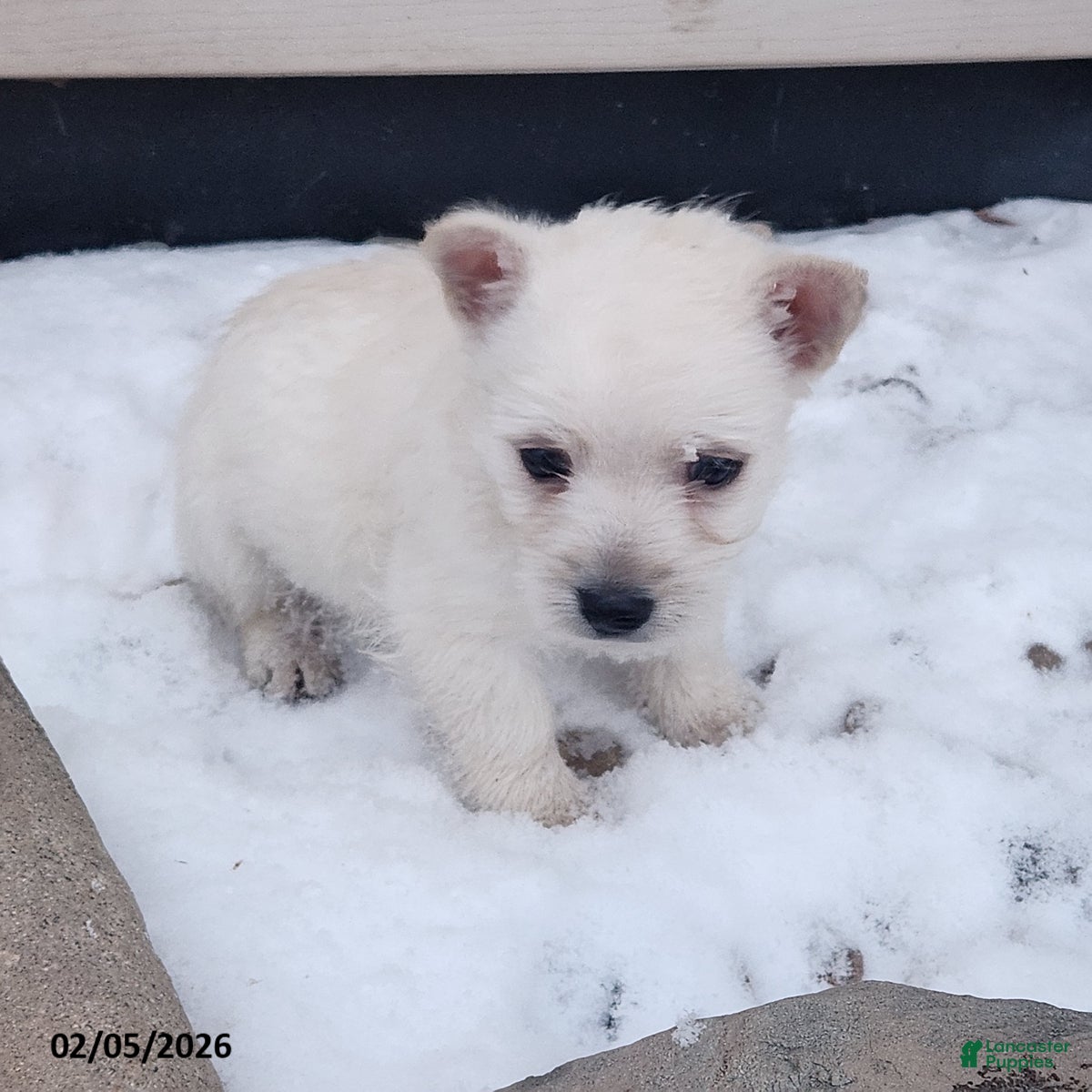 West Highland Terrier dogs Sophie - Ad 4