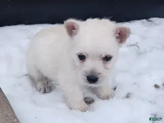 West Highland Terrier dogs Sophie - Ad 4