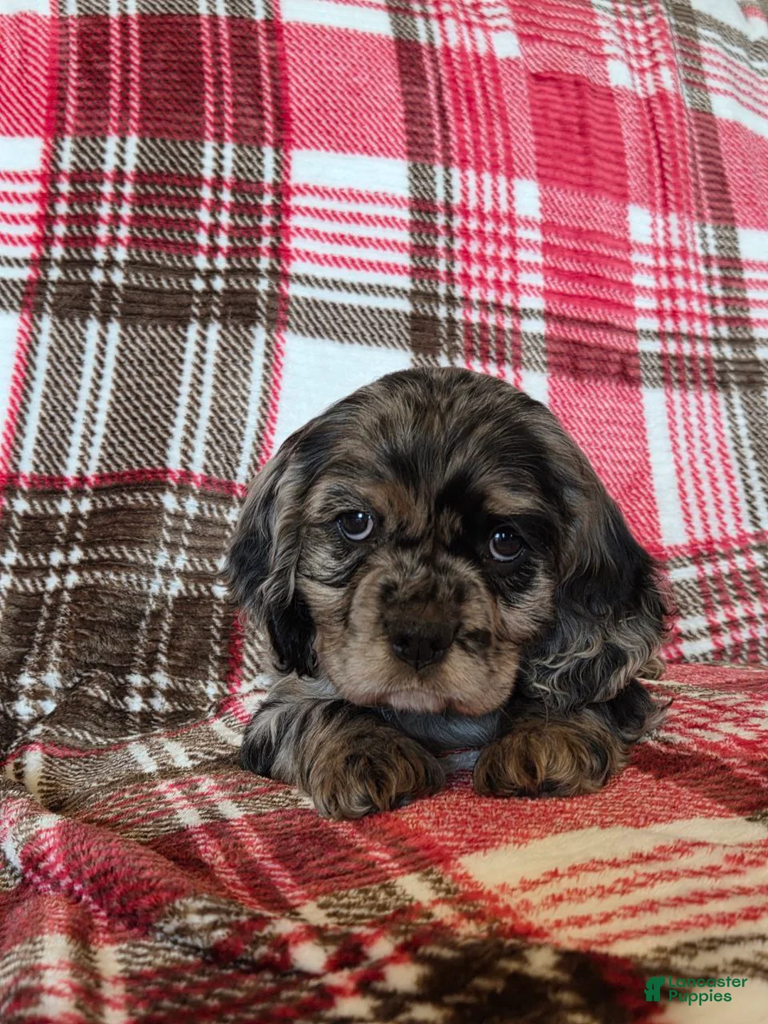 Mixed Breed dogs for sale: Tramp - Ad 1