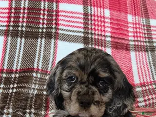 Mixed Breed dogs for sale: Tramp - Ad 2