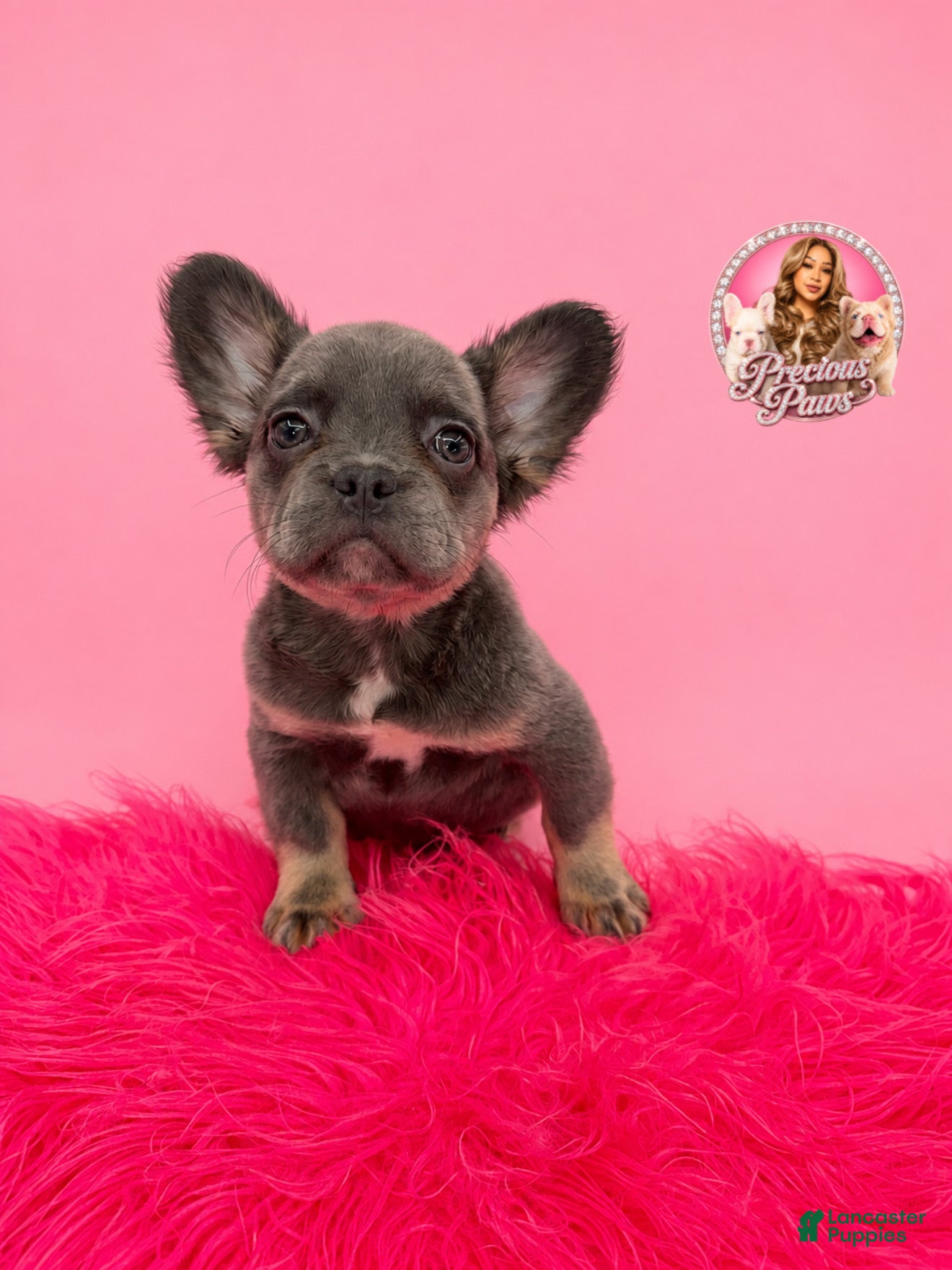 French Bulldog dogs Bella ❣️ - Ad 11