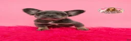 French Bulldog dogs for sale: Bella ❣️ - Ad 1