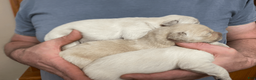 Golden Retriever dogs for sale: Golden Retriever Puppy 1 - Ad 8