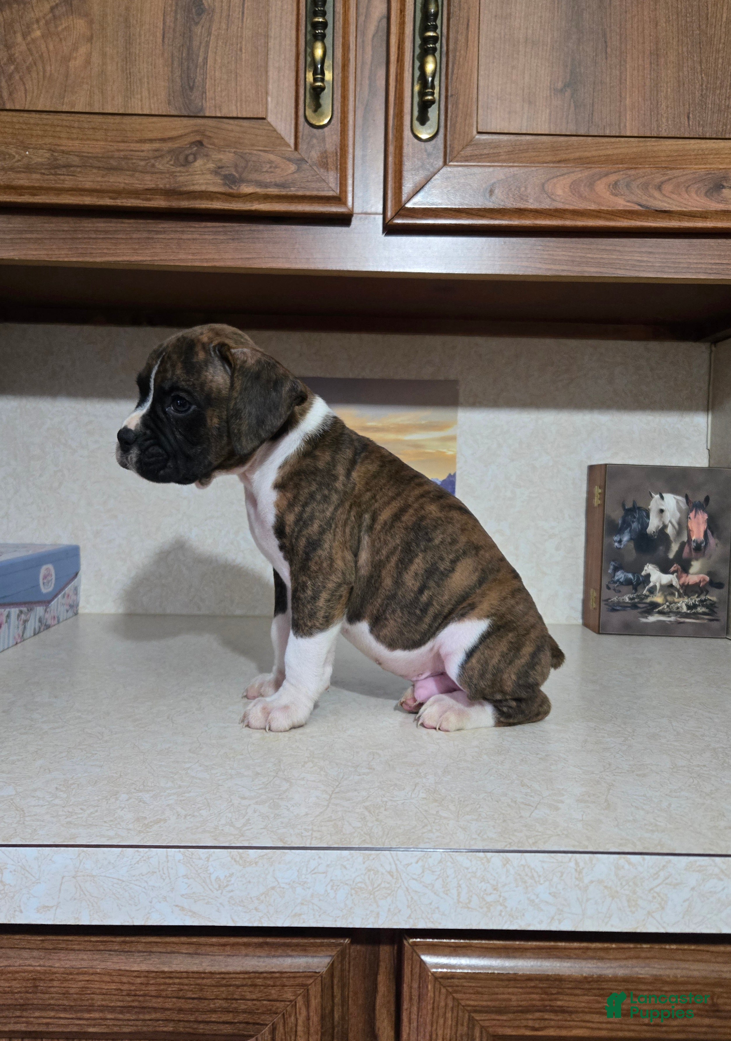 Boxer dogs Denver - Ad 2