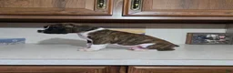 Boxer dogs for sale: Denver - Ad 2