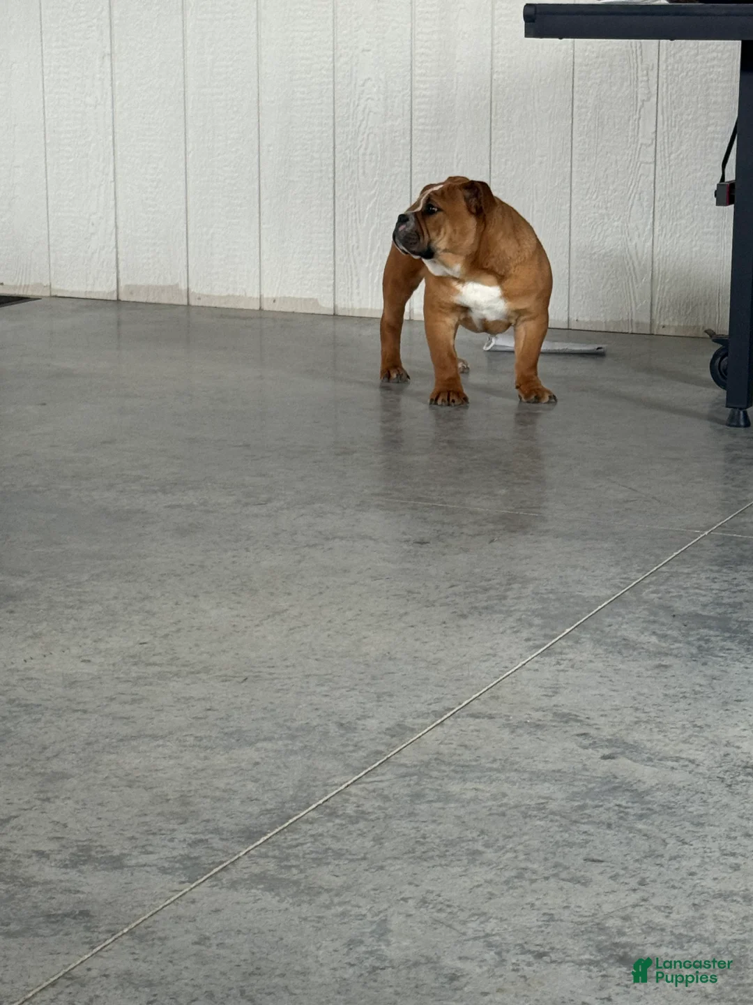 English Bulldog dogs for sale: Zeke  - Ad 4