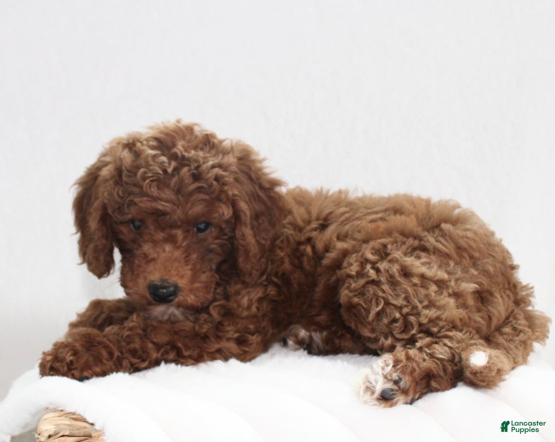Cavapoo dogs for sale: Remi - Ad 6