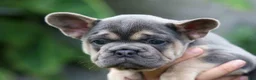French Bulldog dogs for sale: Finley 🐶 - Ad 14