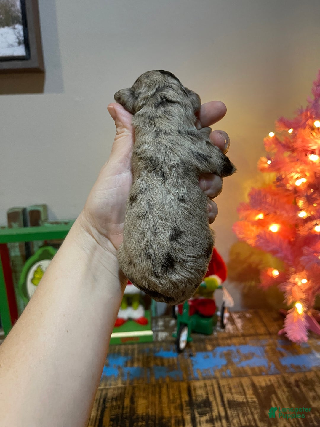 Miniature Poodle dogs for sale: Akc Chocolate Merle Phantom boy 2 - Ad 12