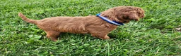 Cavapoo dogs for sale: Finley  - Ad 13