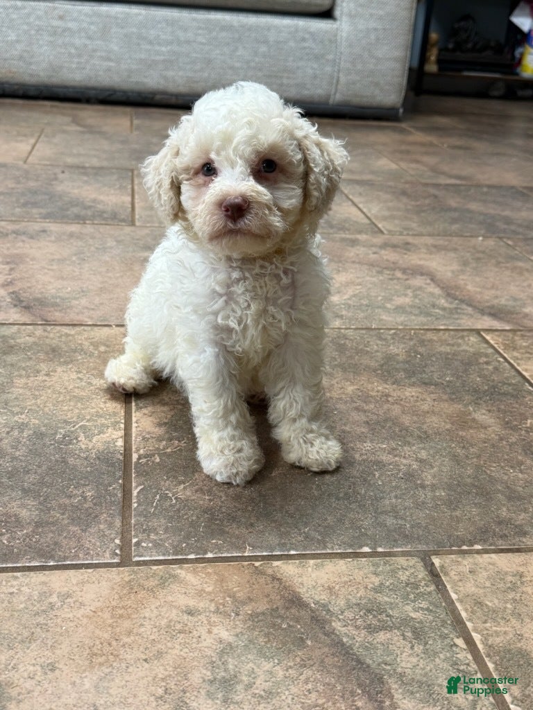 Lagotto Romagnolo dogs Yellow Collar - Ad 4