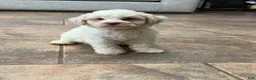 Lagotto Romagnolo dogs for sale: Yellow Collar - Ad 1