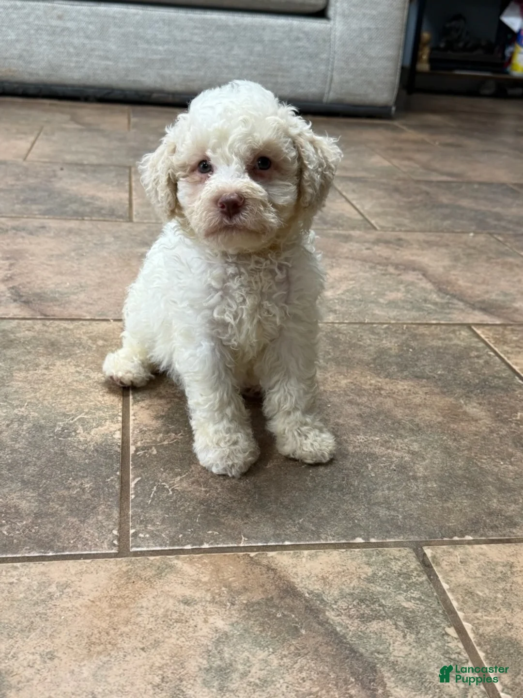 Lagotto Romagnolo dogs for sale: Yellow Collar - Ad 1
