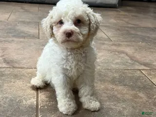 Lagotto Romagnolo dogs Yellow Collar - Ad 4