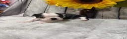 Boston Terrier dogs for sale: Boston Terrier 3 - Ad 4