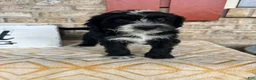 Mini Bernedoodle dogs for sale: Nova - Ad 2
