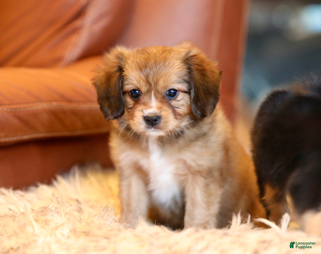Mixed Breed dogs for sale: Cavalon Sparkle - Ad 18