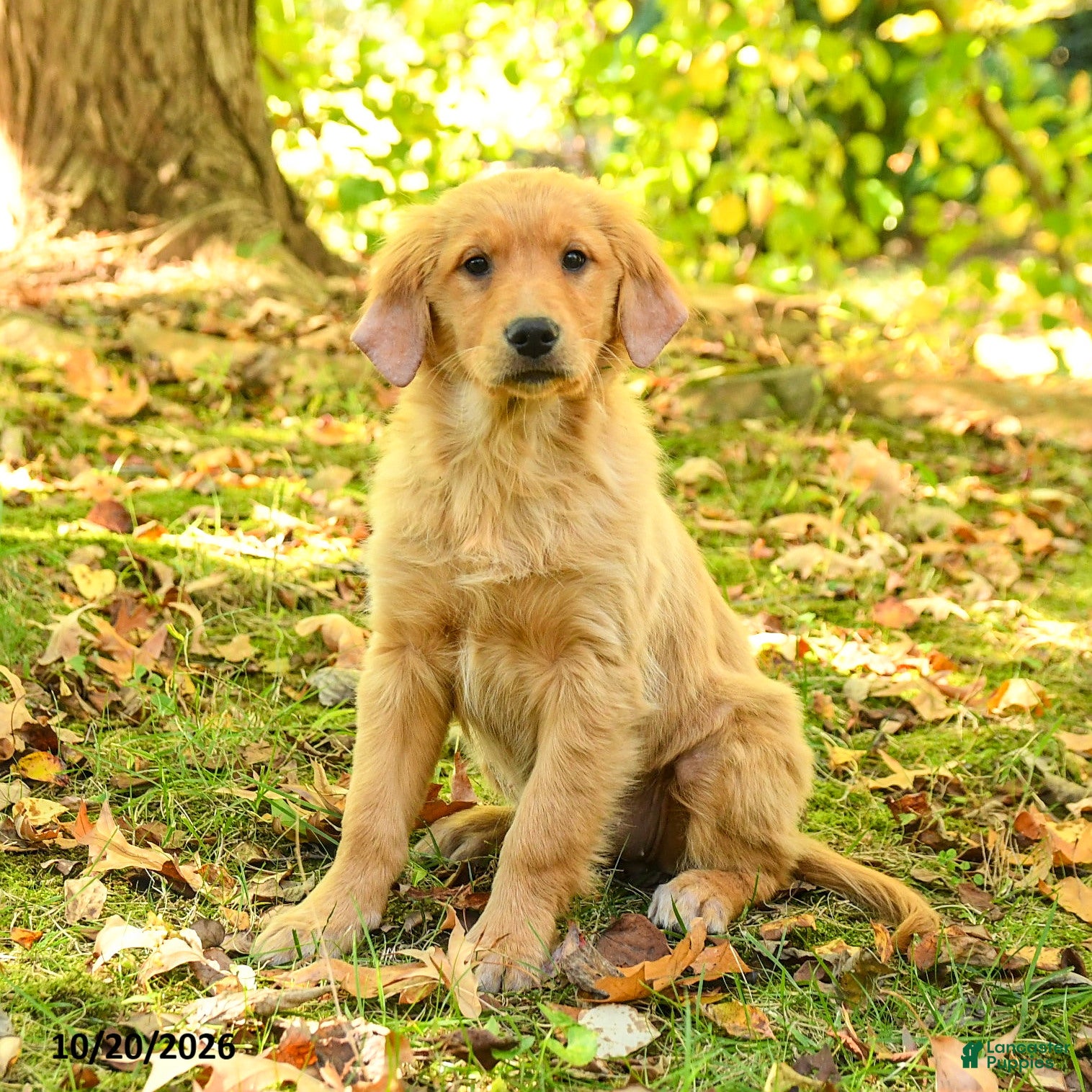 Golden Retriever dogs Dulcia - Ad 1