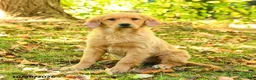 Golden Retriever dogs for sale: Dulcia - Ad 1